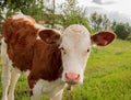 Livestock on a green meadow Animal face. Cattle, calf, bull, cow. Royalty Free Stock Photo