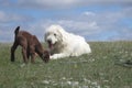 Livestock guardian dog and baby goat Royalty Free Stock Photo