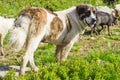 Livestock guardian dog in Carpathian Mountains Royalty Free Stock Photo