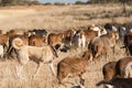 Livestock guarding dog amongst herd Royalty Free Stock Photo