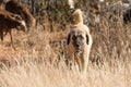 Livestock guarding dog closeup Royalty Free Stock Photo