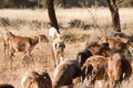 Livestock guarding dog Royalty Free Stock Photo