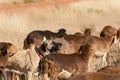 Livestock guarding dog Royalty Free Stock Photo