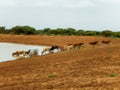 Livestock herd water hole Somalia