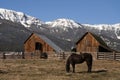 Livestock Horse Grazing Natural Wood Barn Mountain Ranch Winter Royalty Free Stock Photo