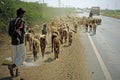 Livestock on an Indian highway