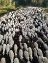 Livestock industry. Ruminant domestic mammalia. The inside the flock of sheep, seen from above. Ovine cattle breeding. EU.