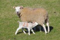 Livestock lamb on sheep