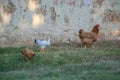 Mixed chicken and rooster in the backyard, farm living, brown, black birds, rural scene