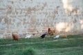 Mixed chicken and rooster in the backyard, farm living, brown, black birds, rural scene