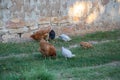 Mixed chicken and rooster in the backyard, farm living, brown, black birds, rural scene