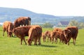 Livestock with Limousin cattle on a pasture