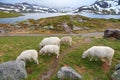 Livestock in Norway - grazing sheep Royalty Free Stock Photo