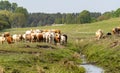 Livestock at a pasture in Sweden.