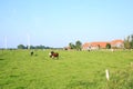 Livestock on a pasture in Wangerland, Friesland, Lower Saxony, Germany Royalty Free Stock Photo