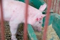 Livestock - Piggy eating feed in sty farm