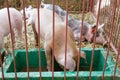 Livestock - Piggy eating and sleeping in sty farm Royalty Free Stock Photo