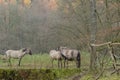 Livestock portraits-horses on the farm in the woods Royalty Free Stock Photo