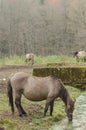 Livestock portraits-horses on the farm in the woods Royalty Free Stock Photo