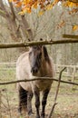 Livestock portraits-horses on the farm in the woods Royalty Free Stock Photo