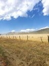 Livestock sheep trail moving along fence line