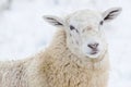 Domestic sheep close-up portrait on the winter pasture. Royalty Free Stock Photo