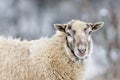 Domestic sheep close-up portrait on the winter pasture covered by snow. Royalty Free Stock Photo