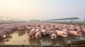 livestock swine farm