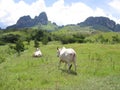 Livestock in Venezuela