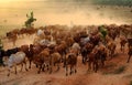 Livestock at Vietnam, cowboy herd cows on meadow Royalty Free Stock Photo