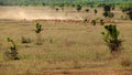 Livestock at Vietnam, cowboy herd cows on meadow Royalty Free Stock Photo