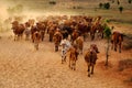 Livestock at Vietnam, cowboy herd cows on meadow Royalty Free Stock Photo