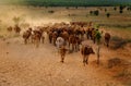 Livestock at Vietnam, cowboy herd cows on meadow Royalty Free Stock Photo