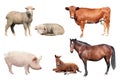 Livestock Royalty Free Stock Photo