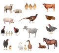 Livestock