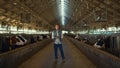 Livestock worker inspecting cowshed facility. Holstein cows eating in feedlots. Royalty Free Stock Photo