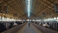 Livestock worker walking barn hold clipboard. Holstein cows eating in feedlots. Royalty Free Stock Photo