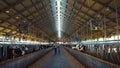 Livestock workers inspecting animal husbandry. Holstein cows eating in feedlots. Royalty Free Stock Photo