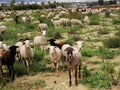 Won- sheep grazing in the field