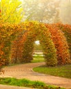 A living arch of yellow and bush branches and a sidewalk path in an autumn park. Landscape design. Parks. Autumn concept Royalty Free Stock Photo