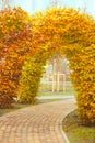 A living arch of yellow and bush branches and a sidewalk path in an autumn park. Landscape design. Parks. Autumn concept Royalty Free Stock Photo