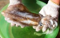 Living bigfin squid from fishery market. Royalty Free Stock Photo