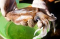 Living bigfin squid from fishery market. Royalty Free Stock Photo