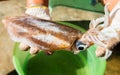 Living bigfin squid from fishery market. Royalty Free Stock Photo