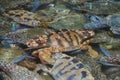 Living blue carb in seawater basin