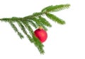 Living branch of spruce with Christmas ornament on white background