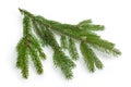 Living branch of spruce on a white background Royalty Free Stock Photo