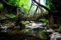 Living bridges