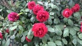 Living bush with scarlet roses. Photo of a flowering shrub. Rose leaves with thorns and flowers.