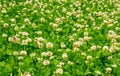 Living carpet of white clover